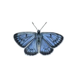 Pimpernelblauwtje