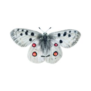 Apollovlinder